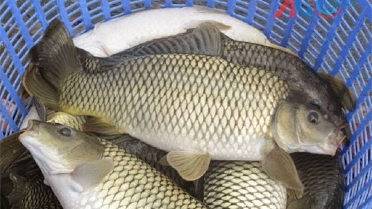 Nằm mơ thấy cá chép